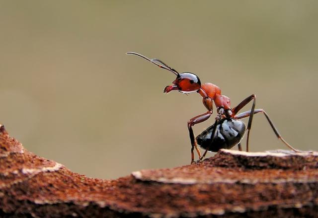 День муравья